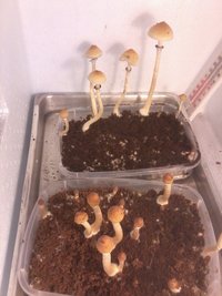 flush 4 - 26.jpg