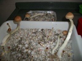 100_6171.JPG