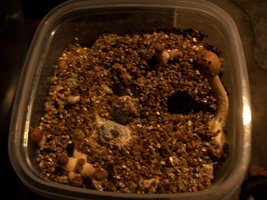 100_6145.JPG