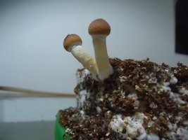 2flush (1).JPG