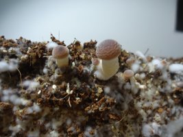2flush (2).JPG