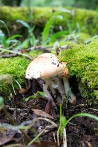 _DSC2550.jpg