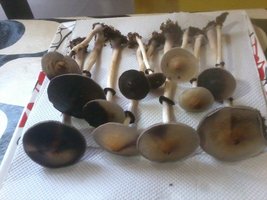 colheita 4 flush.jpg