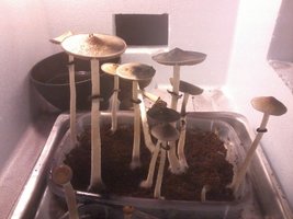 4 flush....jpg