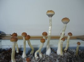 DSC03884.JPG