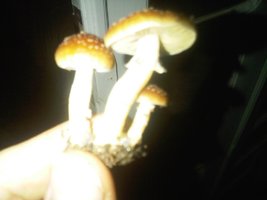 IMG-20130620-00073.jpg