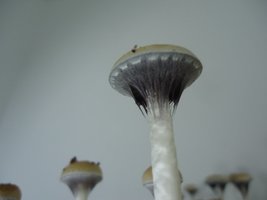 DSC03890.JPG