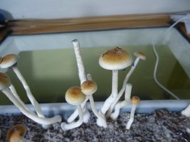 DSC03894.JPG