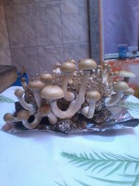 IMG_20131006_113959.jpg