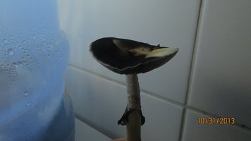 IMG_2128.jpg