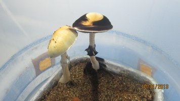 IMG_2126.jpg