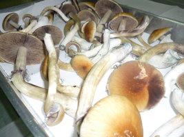 P1020093.JPG