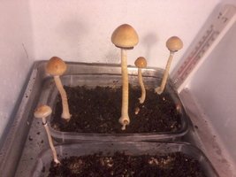 5 flush.jpg