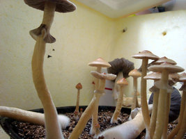 DSC08444.JPG