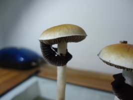DSC04180.JPG