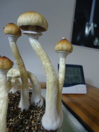 DSC04223.JPG