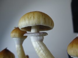 DSC04224.JPG