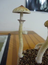 DSC04242.JPG