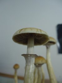 DSC04246.JPG