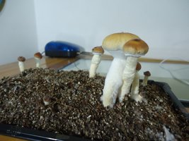 DSC04286.JPG