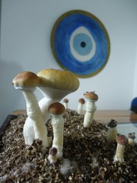 DSC04291.JPG