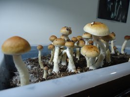 DSC04310.JPG
