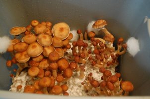 Cultivo de bolos de arroz integral