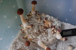 25a.jpg