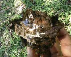 IMG0286A.jpg