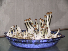 isolamento-de-substrains006.jpg