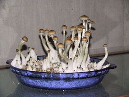 isolamento-de-substrains008.jpg