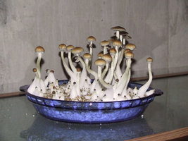 isolamento-de-substrains009.jpg