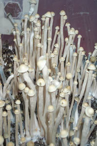 pan-cyan-tropic-cultivation028.jpg