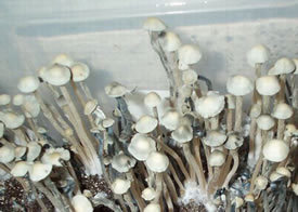Cultivo de Pan cyanescens e Pan tropicalis