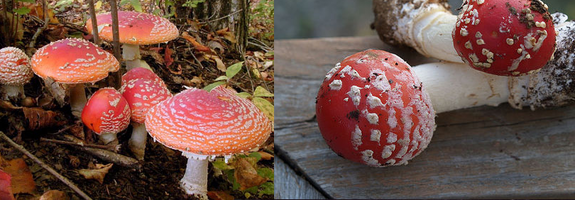 FRESCOS  AMANITAS.png