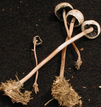 panaeolus2.png