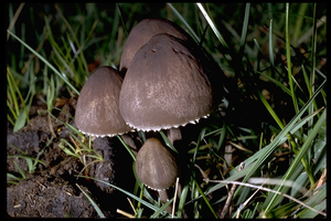 ACUMINATUS.png