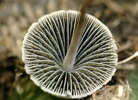 ACUMINATUS2.png