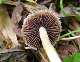 Panaeolus_papilionaceus2.png