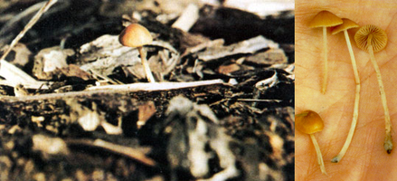 CONOCYBE CYANOPUS.png