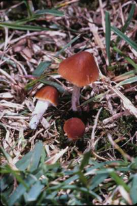 CONOCYBE SMITHII2.png