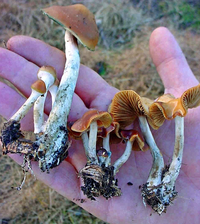 cyanescens2.png
