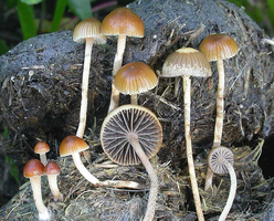 coprophila.png