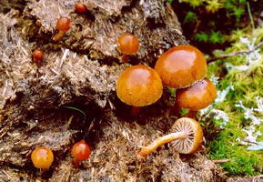 coprophila2.png