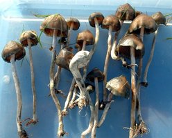 Psilocybe_baeocystis.jpg