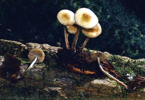 662861196-caluerpies.jpg