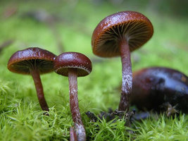 Psilocybe_montana.jpg