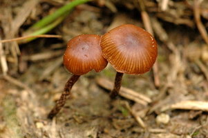Psilocybe_montana_lindsey.jpg