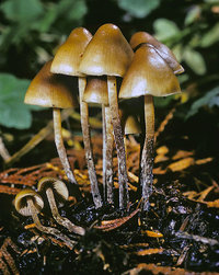 Psilocybe pelliculosa 1 Kit Scates Barnhart.jpg