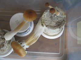 oh-canada-big11.jpg